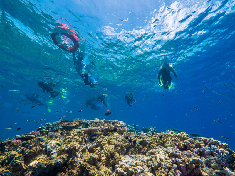 Cairns Great Barrier Reef Snorkel Experience - Meals, Comfort and What to Pack