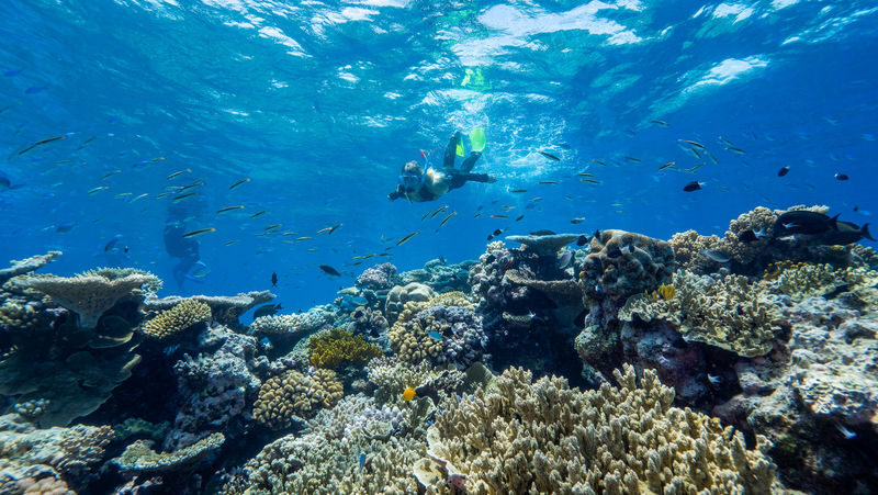 Cairns Great Barrier Reef Snorkel Experience - Who Should Choose This Cairns Reef Trip?