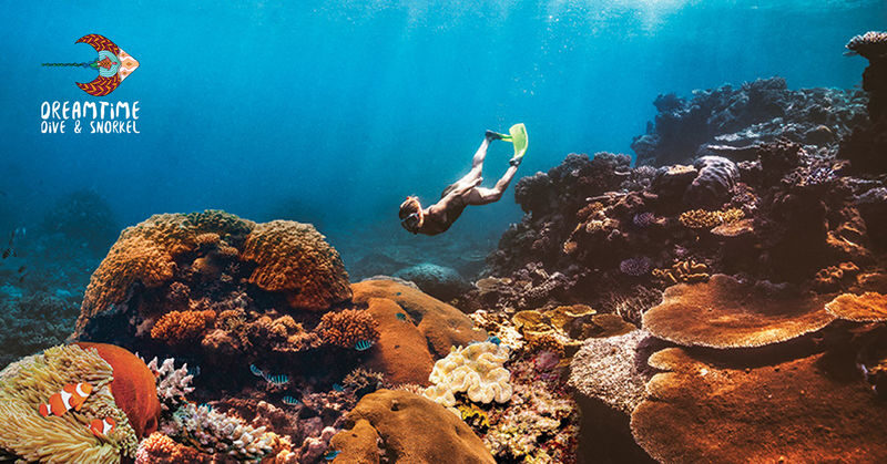 Cairns Great Barrier Reef Snorkel Experience - Should You Book It?