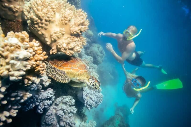 Cairns: Green Island Snorkelling or Glass Bottom Boat - An In-Depth Look at the Green Island Tour