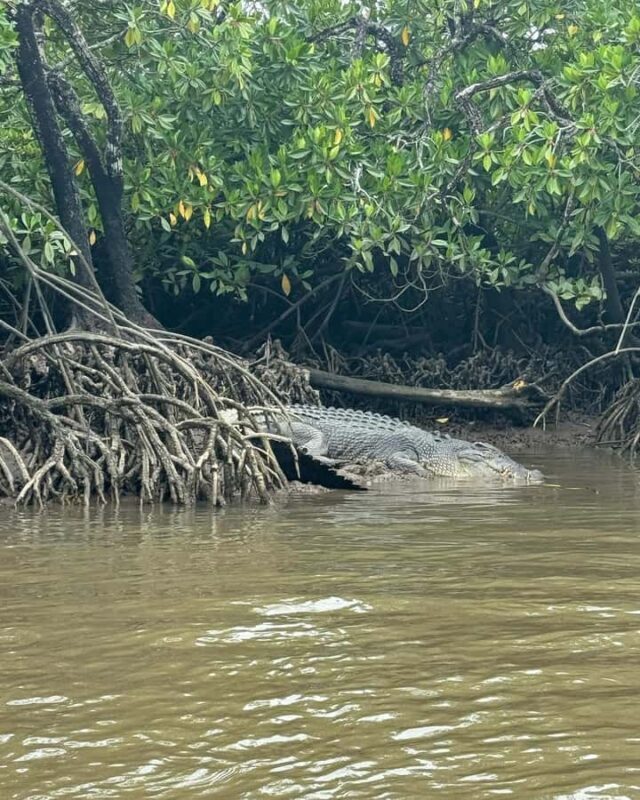 Cairns: Guided Jetski Tour 30 or 60 min - Good To Know