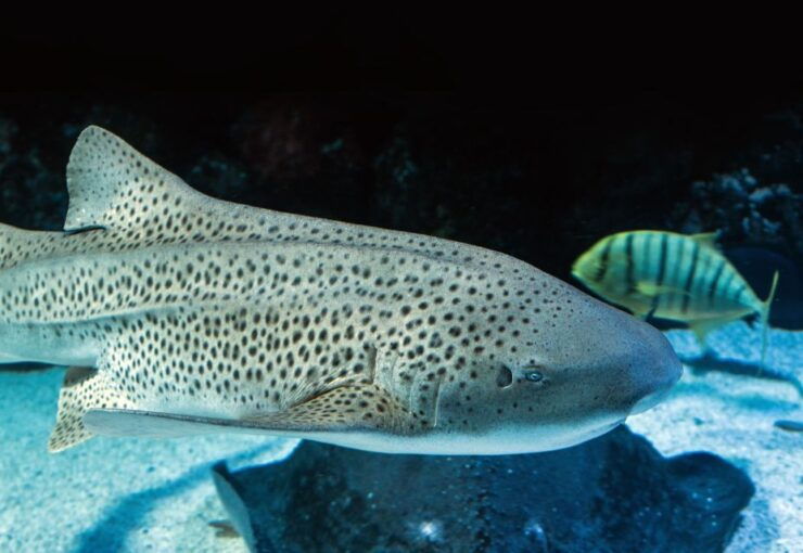 Cairns: Guided Twilight Tour of the Aquarium - Experience Highlights