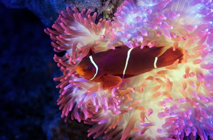 Cairns: Guided Twilight Tour With 3-Course Dinner - Experience Highlights