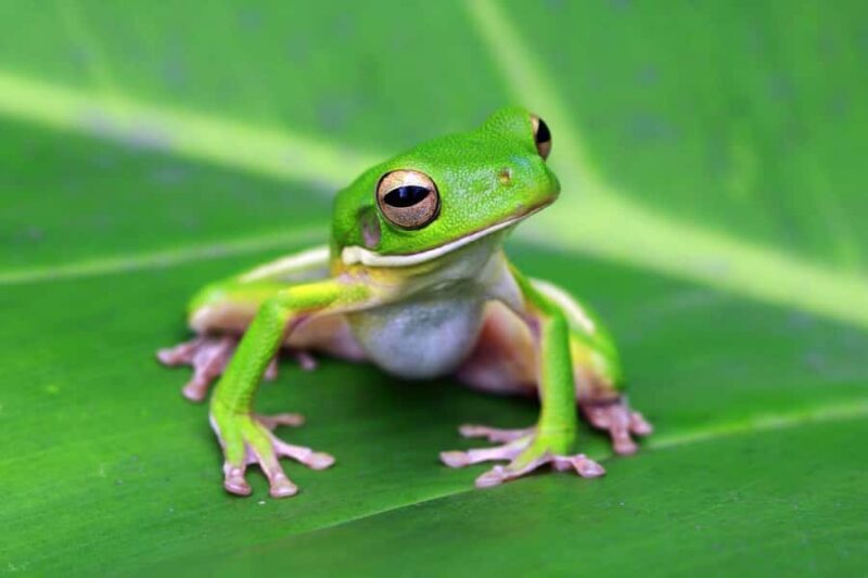 Cairns: Koalas and Creatures Entry Ticket - Discovering Cairns: Koalas and Creatures Entry Ticket – An Honest Review