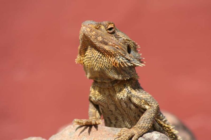 Cairns Koalas and Creatures Entry Ticket with Koala Photo - How does it compare in value?