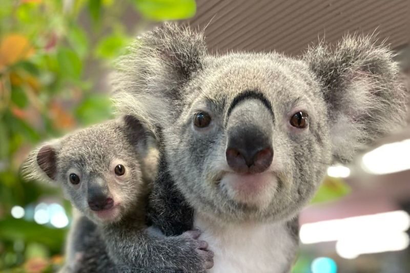 Cairns Koalas & Creatures Admission - Practical details for a smooth visit