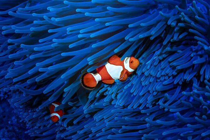 Cairns Koalas & Creatures at the Pier - Who Should Consider This Tour?