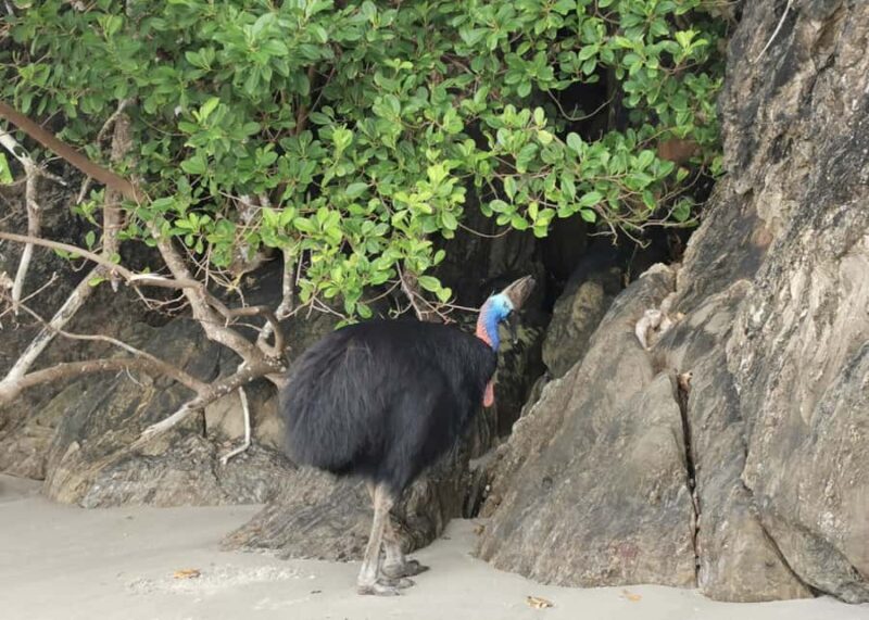 Cairns: Kuranda Scenic Railway & Skyrail Small Group Tour - Transportation & Group Size