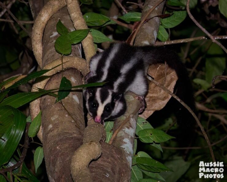 Cairns: Night Walk in Cairns Botanic Gardens - Activity Details