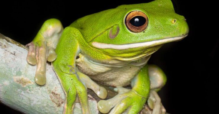 Cairns: Night Walk in Cairns Botanic Gardens - Experience Highlights