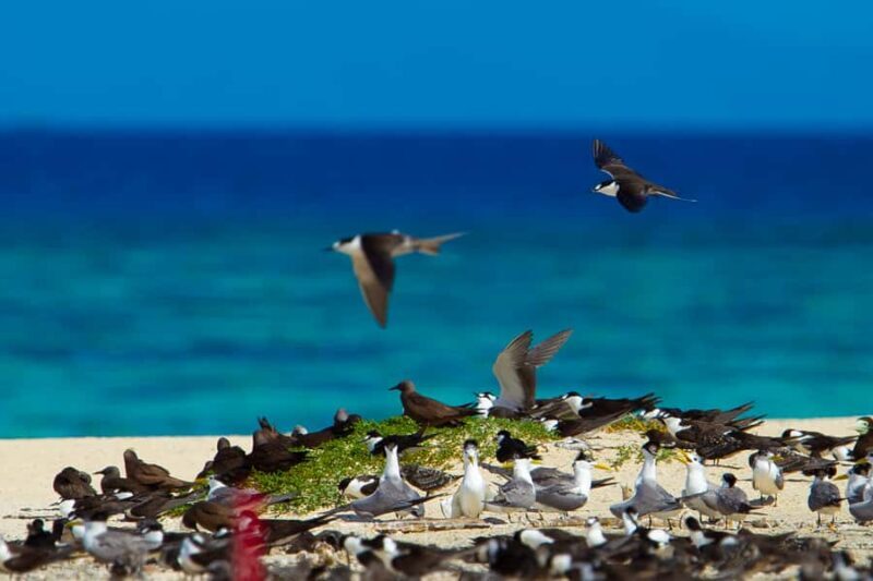 Cairns: Ocean Spirit Great Barrier Reef Full Day Tour - The Return Journey: A Toast to the Reef