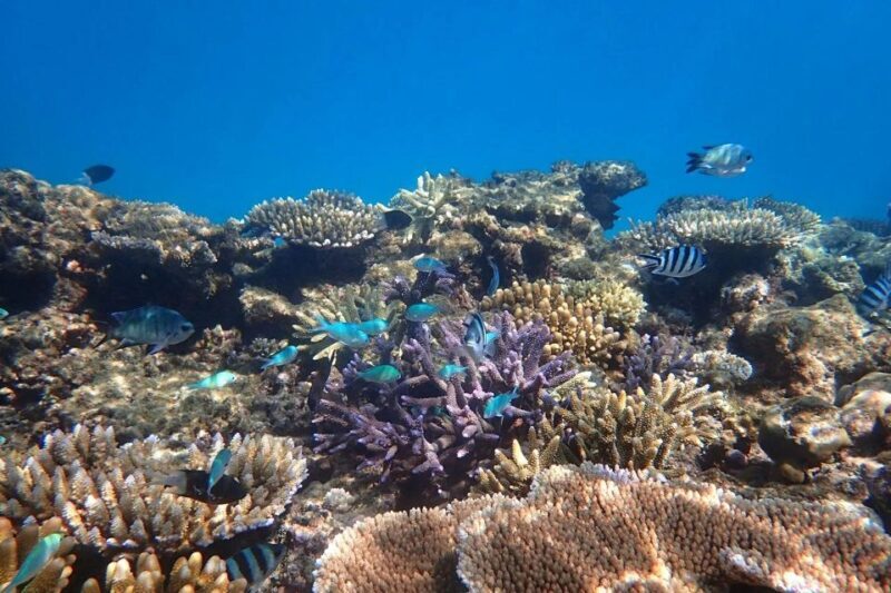 Cairns: Outer Great Barrier Reef & Dunk Island Small Group - Fresh Lunch and Relaxation on the Reef