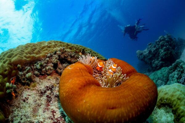 Cairns: Outer Great Barrier Reef Full-Day Tour With Lunch - The Sum Up