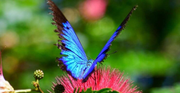 Cairns: Paronella, Lake Barrine & Millaa Millaa Falls Tour - Tour Experiences and Highlights