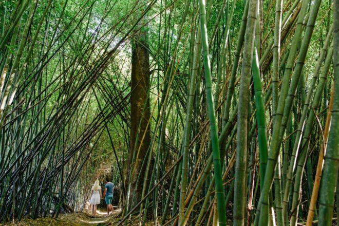 Cairns: Paronella, Lake Barrine & Millaa Millaa Falls Tour - Customer Reviews