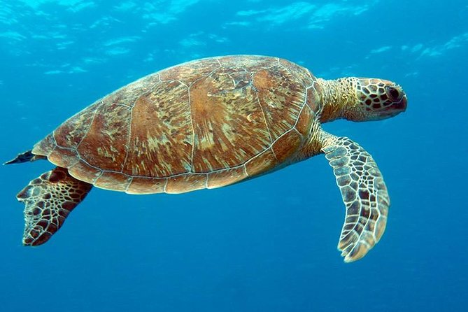 Cairns & Port Douglas All-Inclusive 7 Days Touring Package - Day 4: Cruising the Great Barrier Reef