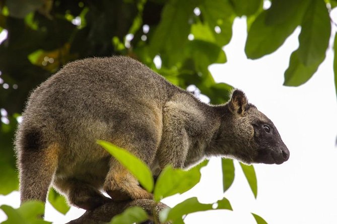 Cairns & Port Douglas All-Inclusive 7 Days Touring Package - Common Questions