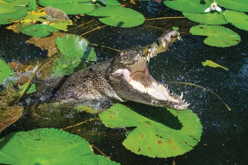 Cairns Shore Excursion: Crocodile & Wildlife Park Tour - Good To Know