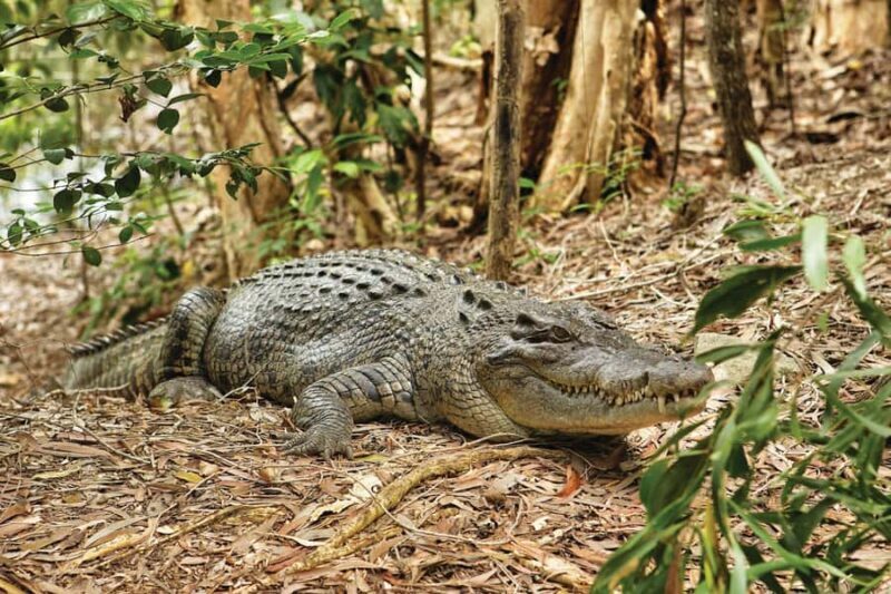 Cairns Shore Excursion: Crocodile & Wildlife Park Tour - Final Thoughts