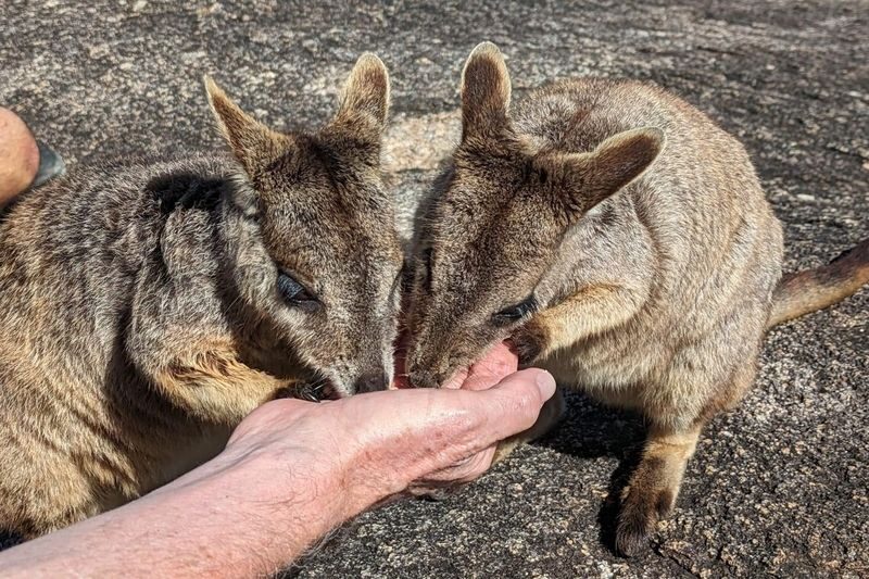 Cairns Tablelands Full-Day Tour with Rock Wallabies - A sip of local botanicals at Mt Uncle Distillery