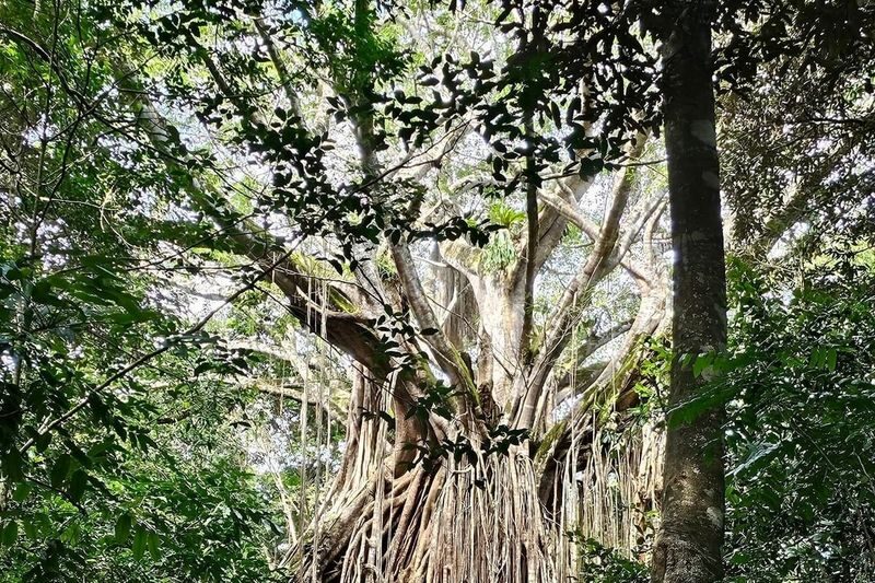 Cairns Tablelands Full-Day Tour with Rock Wallabies - Volcano country and the Curtain Fig