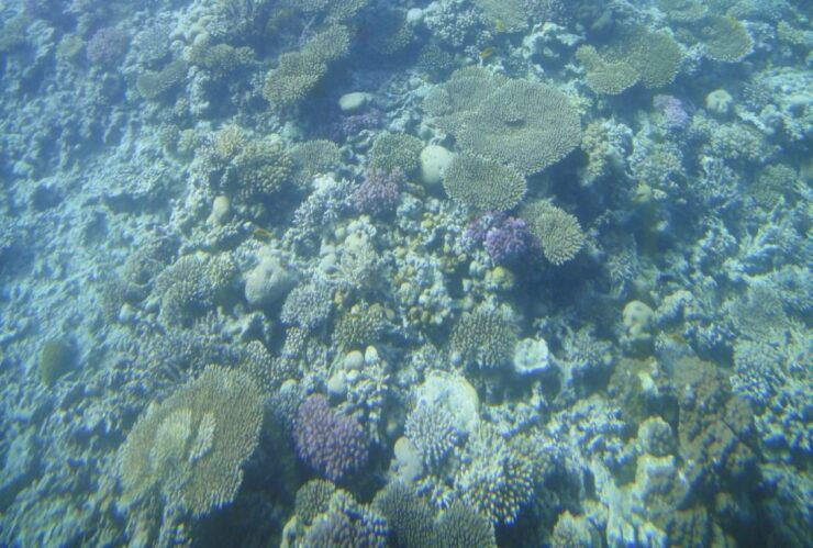 Cairo: Ain Sokhna Semi-Submarine With Optional Transfer - Booking Information