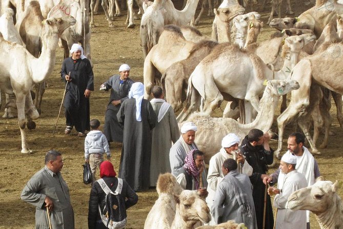 Cairo Unusual Day Tour Visit Camel Market in Birqash - Experience the Camel Market