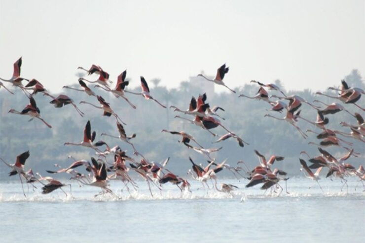 Cairo: Wadi El Ryan, El Fayoum Oasis & Bird Watching Tour - Activity Details