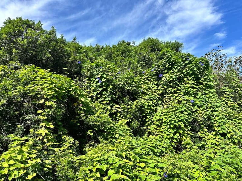 Cala en Blanes: Secret spots for the best dives with a local guide - The Sum Up