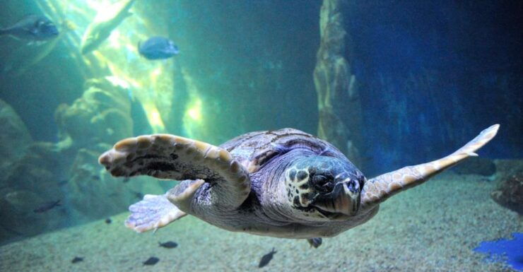 Cala Gonone: Cala Gonone Aquarium Entry Ticket - Good To Know