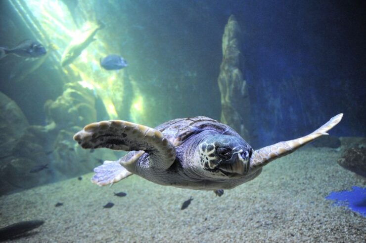 Cala Gonone: Cala Gonone Aquarium Entry Ticket - Ticket Inclusions