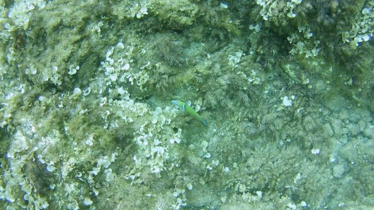 Cala Gonone: Snorkeling at S'abba Meica Beach - Gift Option for SAbba Meica Beach