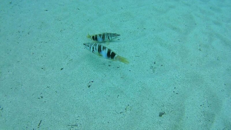 Cala Gonone: Snorkeling in the Orosei Gulf - FAQ