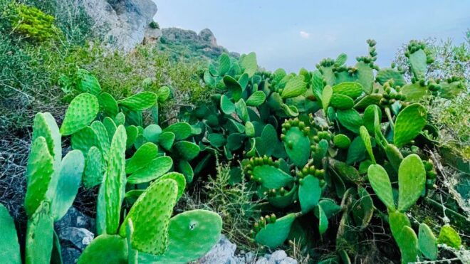Cala Millor: Cavemen, Cave on a Mountain,Fun Game and Hike - Game Challenges