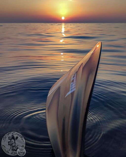 Cala Ratjada: Stand Up Paddle Sunrise Tour - Good To Know