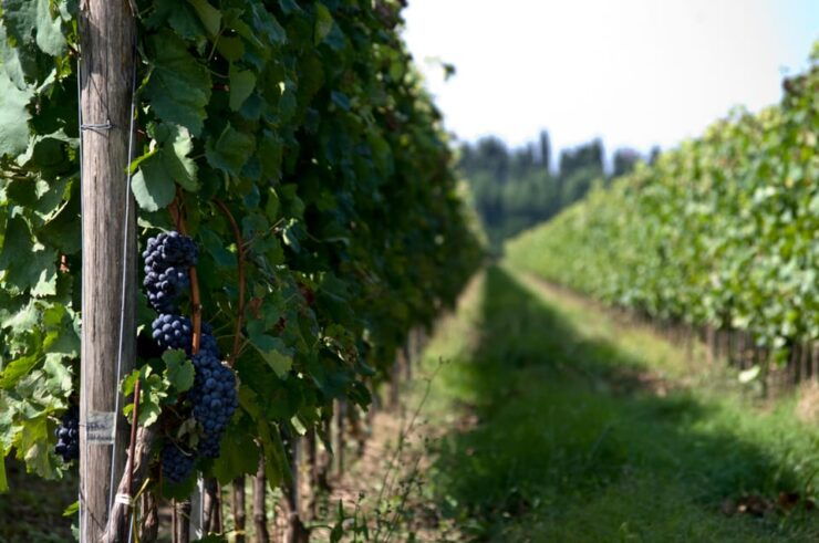 Calabria: Wine Tour & Tasting - Good To Know