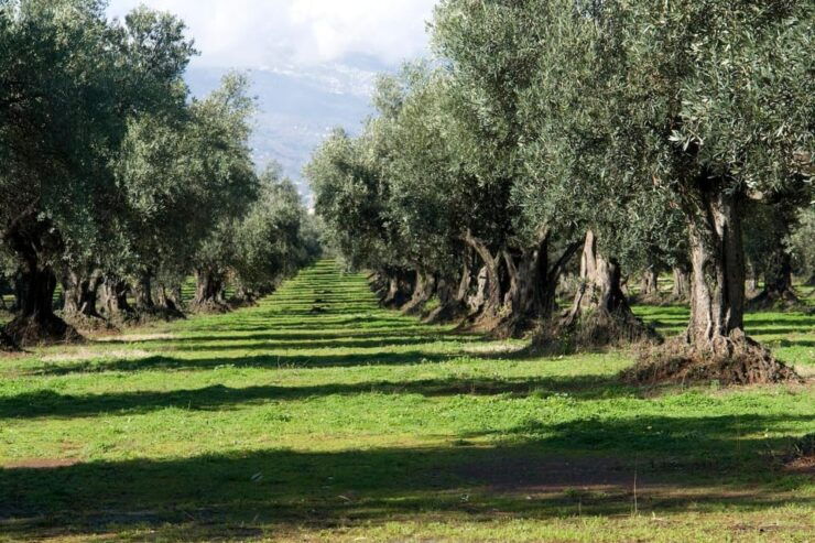 Calabria: Wine Tour & Tasting - Highlights of the Experience