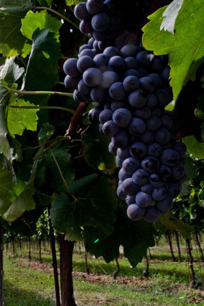 Calabria: Wine Tour & Tasting - Frequently Asked Questions