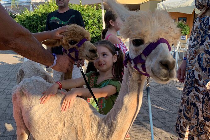 Calabrian Alpacas Sunset Beach Experiences Pizzo VV AlpacSelfies - FAQ