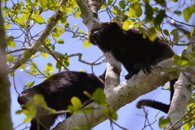 Calakmul, Ancient Maya City from Bacalar or Chetumal - Final Thoughts