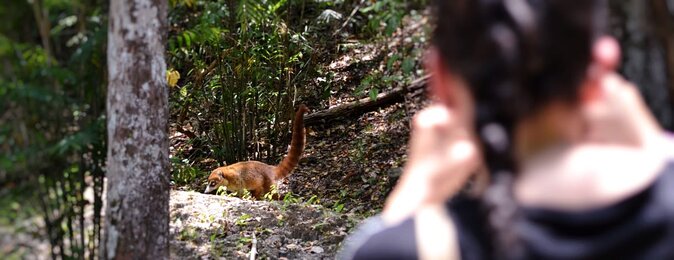 Calakmul Ancient Maya City Tour - From Campeche - Reviews and Ratings of Calakmul Ancient Maya City Tour