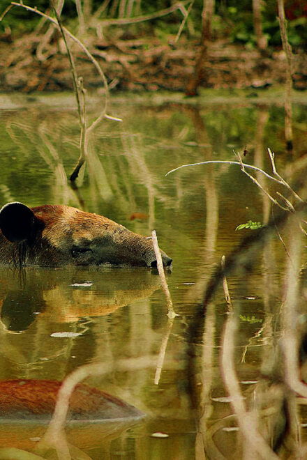 Calakmul Highlights | Frieze+Bat Cave+Jungle+Ruins - Recommendations and Requirements