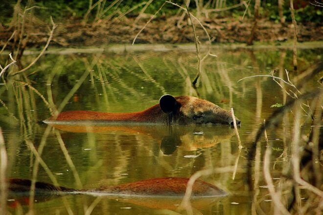 Calakmul Highlights | Frieze+Bat Cave+Jungle+Ruins - Restrictions and Important Notes