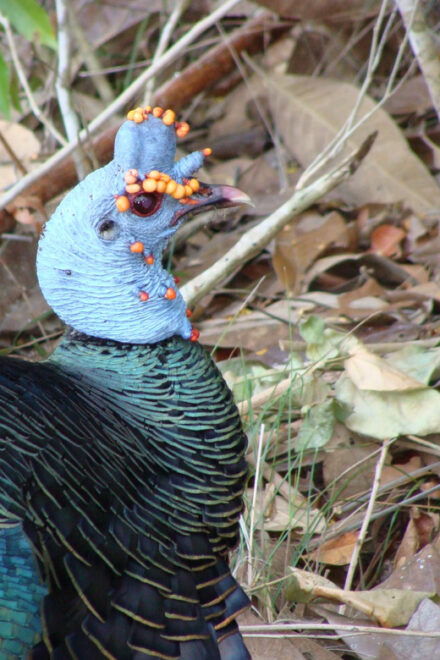 Calakmul: The Jewel in the Jungle - Calakmul Exploration