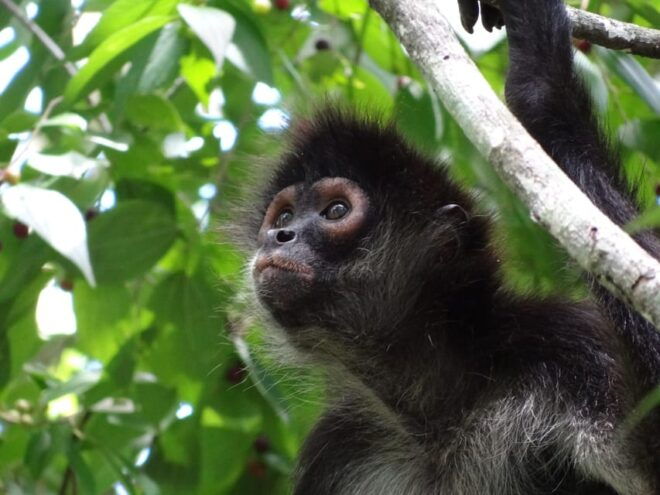 Calakmul: The Jewel in the Jungle - Culinary Experience
