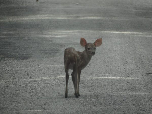 Calakmul: The Jewel in the Jungle - Wildlife Spotting