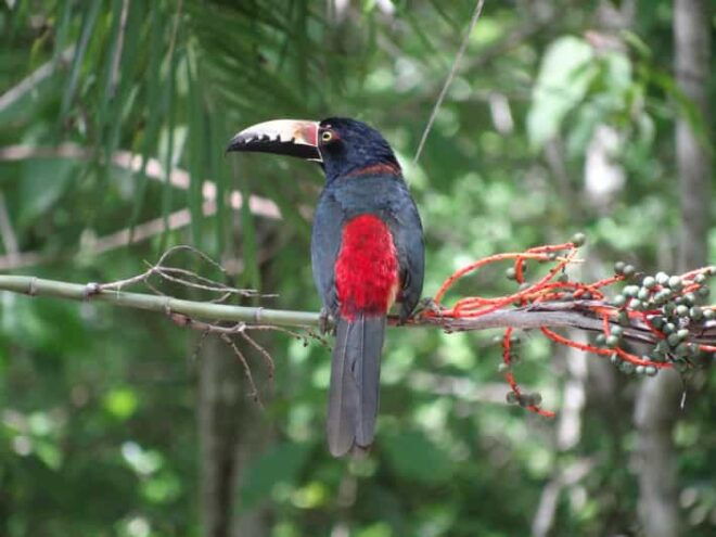 Calakmul: Two Days Hidden Palaces in the Jungle - Day 2 Experiences