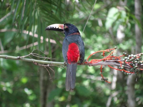 Calakmul: Two Days Hidden Palaces in the Jungle - Experience Summary