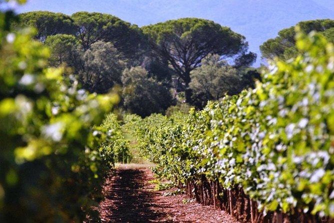Calanques of Cassis, Aix-en-Provence & Wine Tasting Private Tour - Common Questions