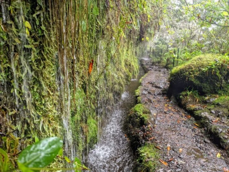 Caldeirão Verde Levada: Roundtrip Transfer & Hike - Experience Highlights